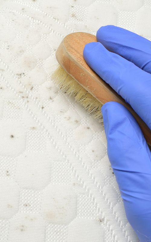 Mould Removal Dublin Expert Mould Remediation Services